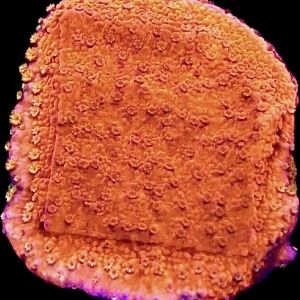 Sherbet Fizz Montipora Frag