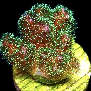 WYSIWYG 23B Sparkling Tinsel Pocillopora Frag
