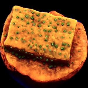 WYSIWYG 7F Gold Rush Montipora Frag