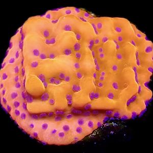 WYSIWYG 9B Brain Freeze Montipora Frag