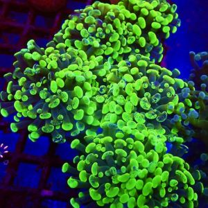 Marbled Branching Hammer Frag Double Head