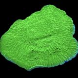 WYSIWYG 17A Pink Rim Emerald Plating Montipora Colony