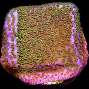 WYSIWYG M3 Pokerstar Montipora Frag
