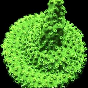 WYSIWYG 9G Neon Highlighter Acropora