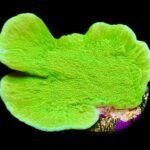 Toxic Lime Plating Montipora Frag