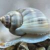 Nassarius Detritus Snail