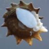 5 Pack – Spiny Shell Astrea Snail