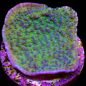 DISCOUNT PACK – SPS MYSTERY FRAG PACK – 5  FRAGS