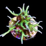 Lime Berry Seriatopora Hysterix Frag
