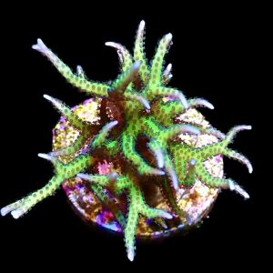 Lime Berry Seriatopora Hysterix Frag
