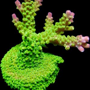 Rainbow Loom Acropora Frag