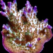 M.O.C. Tri Berry Acropora Frag