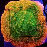 Tropic Thunder Montipora Frag