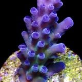 Miyagi Tort Acropora Frag Medium