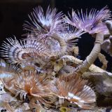 Feather Duster Worm Large