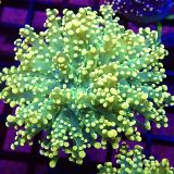 WYSIWYG Tropical Frogspawn Single 53