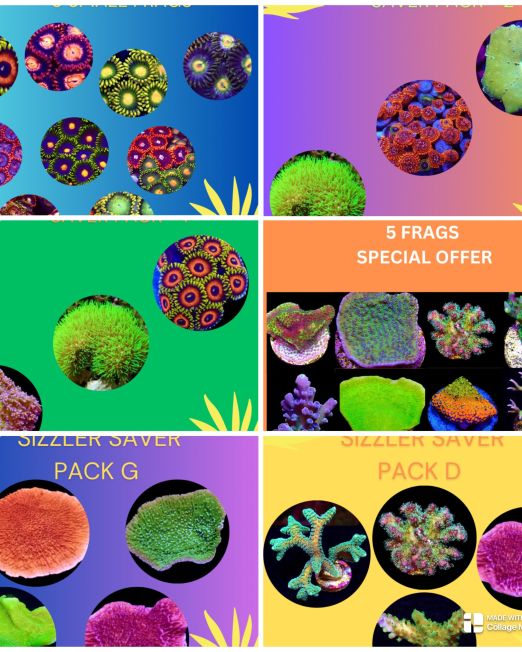 Coral Variety Packs