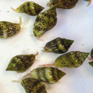 Marine Dove Snail (Columbellidae sp.)
