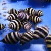 Bumble Bee Detritus Snail