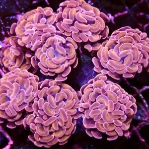 Rose/Gold Branching Hammer Frag