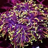 Dragon Soul Gold Torch Euphyllia