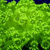 Luscious Lemon Goniopora Frag (15 + Polyps )