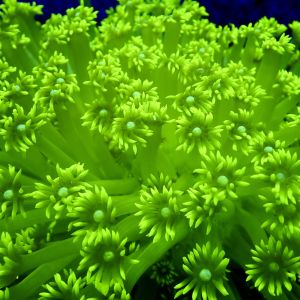Luscious Lemon Goniopora Frag (15 + Polyps )