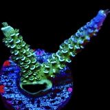 WYSIWYG 15J Wild Heather Acropora Tenius