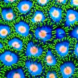 Sunny Smurf Zoanthid (12+ Polyps)