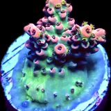 WYSIWYG 12D Bali Shortcake Acropora Frag