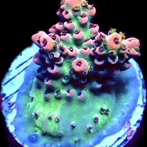 WYSIWYG 12D Bali Shortcake Acropora Frag