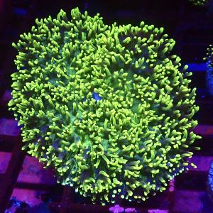 Ultra Metallic Frilly Tonga Mushroom Large