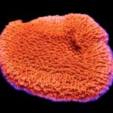 Orange Plating Montipora Capricornis Frag