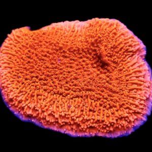 Orange Plating Montipora Capricornis Frag