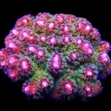 M.O.C Amethyst Gem Pocillopora Frag