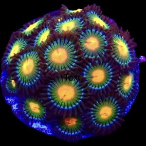 Gorilla Nipple Zoanthid Frag 12+ Polyps