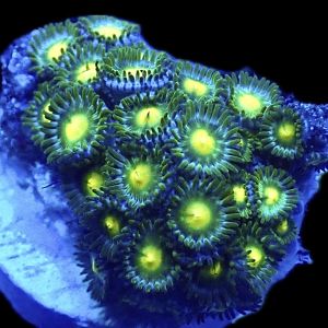 Juniper Glow Zoanthid Frag  (10+ Polyps)