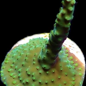 WYSIWYG 20D Joker Acropora Frag