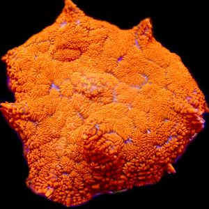 Flaming Hot Rhodactis Mushroom Coral Large Single