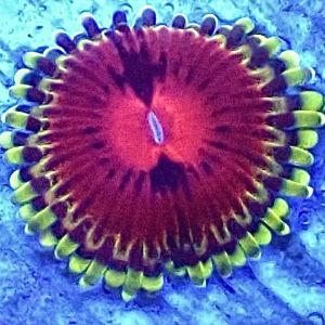 WYSIWY 32F Pirates Blood Zoanthid Frag