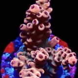 WYSIWYG 24F Bali Shortcake Acropora Frag