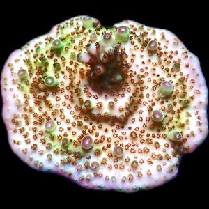 WYSIWYG 17D Tabling Acropora Large