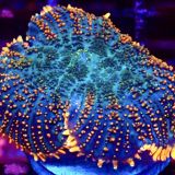 Flaming Abyss Rhodactis Mushroom