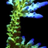 WYSIWYG 19D Violet Venom Acropora Colony