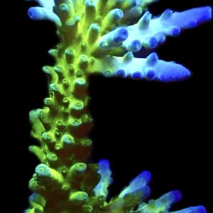 WYSIWYG 19D Violet Venom Acropora Colony