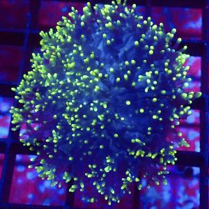 WYSIWYG Lime Tipped Purple Frilly Mushroom Extra Large 1