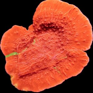 WYSIWYG 16A Grafted Orange/Green Montipora Capricornis Large