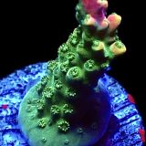 WYSIWYG 14D M.O.C. Bubblebath Unicorn Acropora Frag