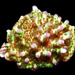 WYSIWYG 14C Tabling Berry Blast Granulosa Frag Extra Large