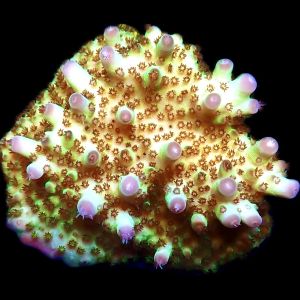 WYSIWYG 14E Tabling Acropora Extra Large